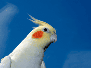 cockatiel beak peeling