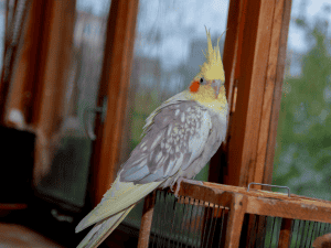 can cockatiels wear diapers