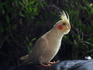 cockatiel egg candling