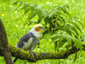 how fast can cockatiels fly