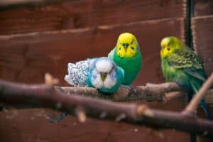 what smells are toxic to birds