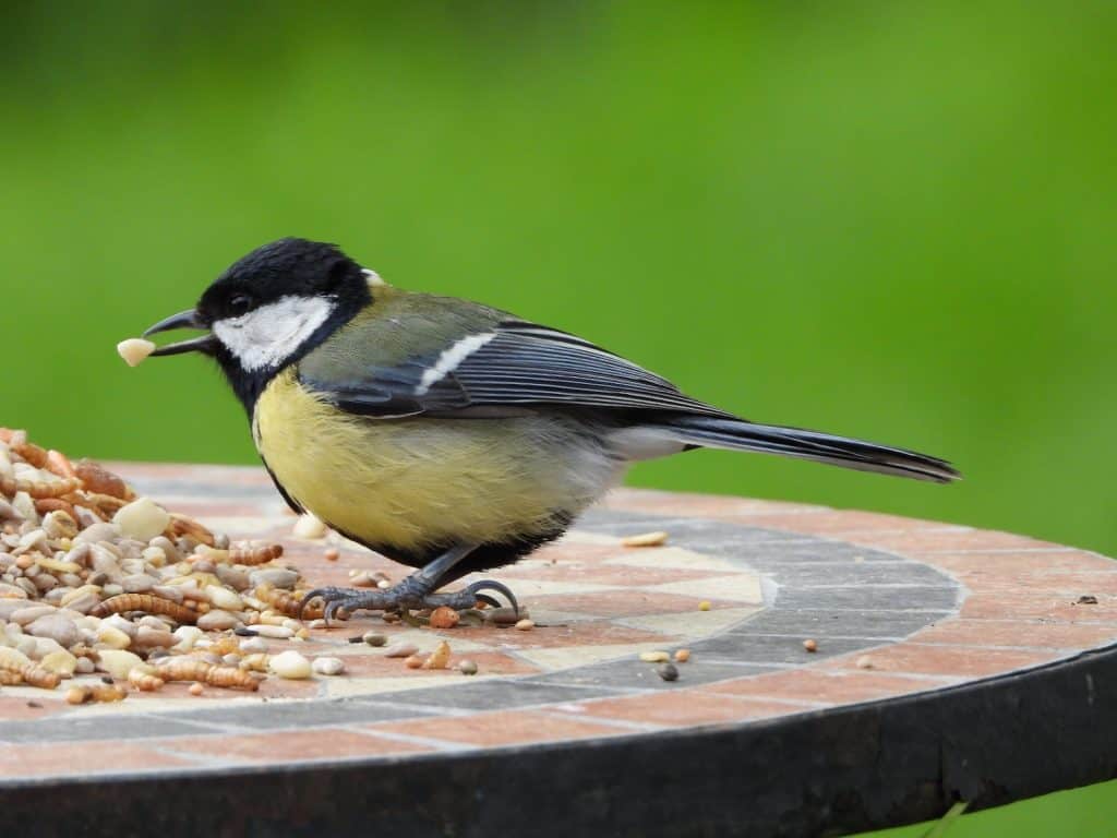 can cockatiels eat weetbix