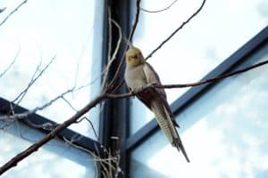 Are Led Lights Bad for Cockatiels