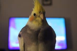 Can a Cockatiel Be Constipated