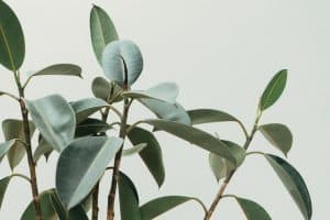 what plants are toxic to cockatiels