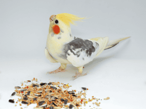 what is a pied cockatiel