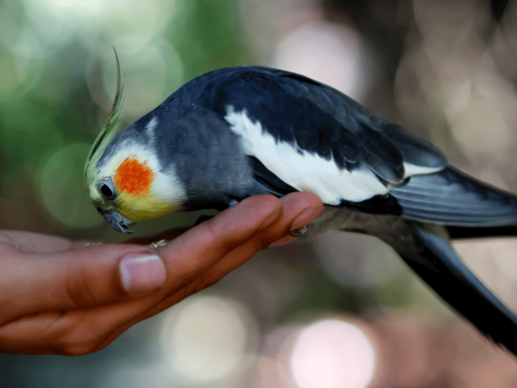how to train a cockatiel to fly to you