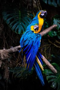 can birds catch human colds