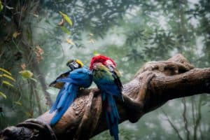 how good is a cockatiels memory