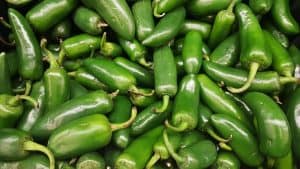 Can Cockatiels Eat Jalapenos