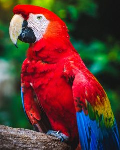 Why Do Birds Rub Their Beaks