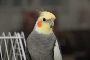 cockatiel