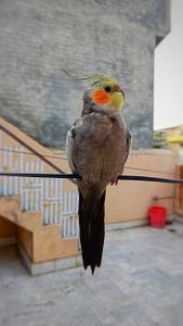 Can Cockatiels Eat Papaya