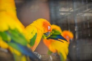do conures and cockatiels get along