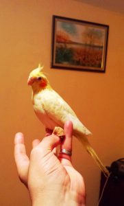 cockatiel