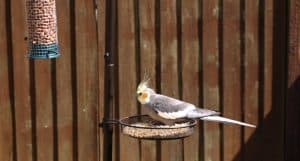 Cockatiel