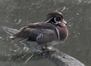 bird near the water