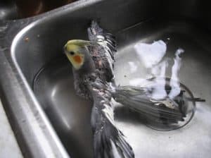 can cockatiels swim