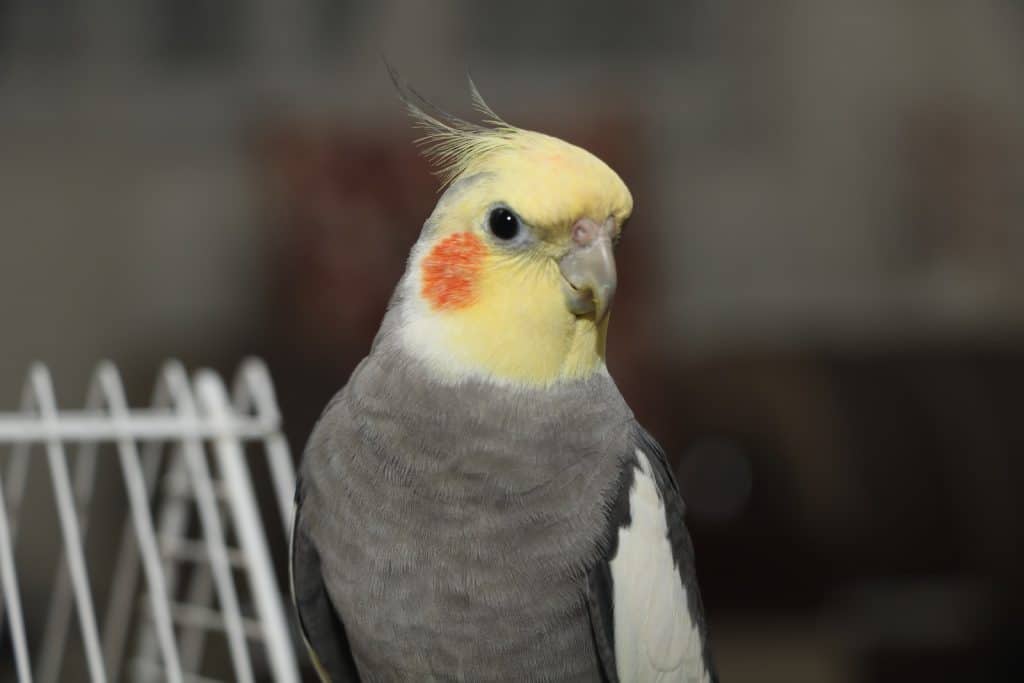 cockatiel