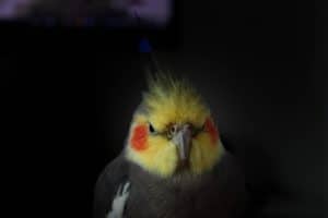 Bronzefallow Cockatiel