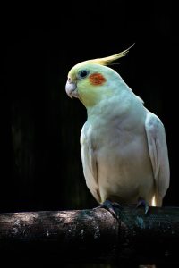 Why Is My Cockatiels Poop Watery