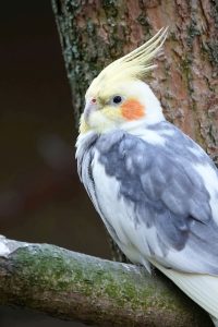 Can Cockatiels See in the Dark