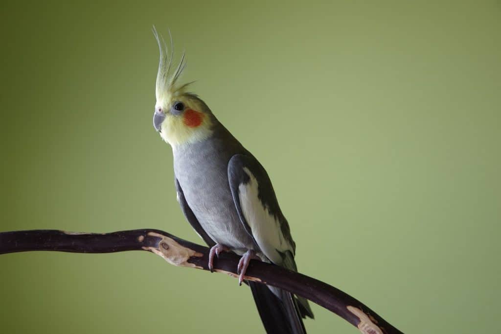 cockatiel, bird, crest