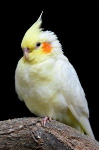 Do Cockatiels Get Lonely