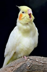 Do Cockatiels Like Music