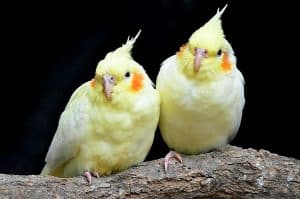 cockatiels sing