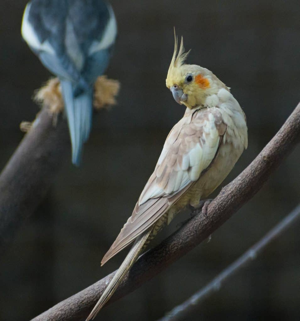 Close-Up Shot of a Cockatiel Perched on a Twig