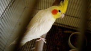 cockatiel