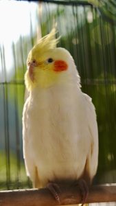 Can Cockatiels Eat Cilantro