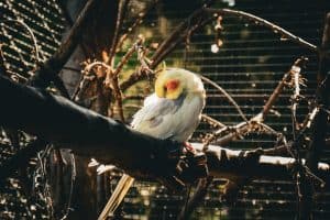 cockatiel