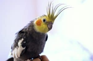 Why Do Cockatiels Have Crests