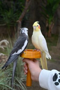 Free stock photo of animal, avian, beak