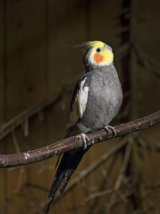 cockatiel
