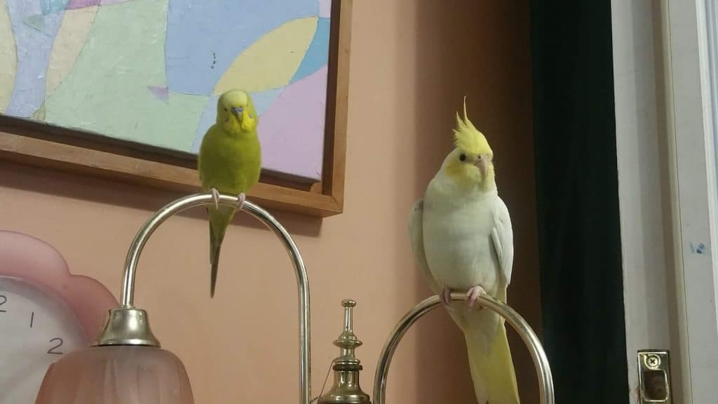 cockatiels