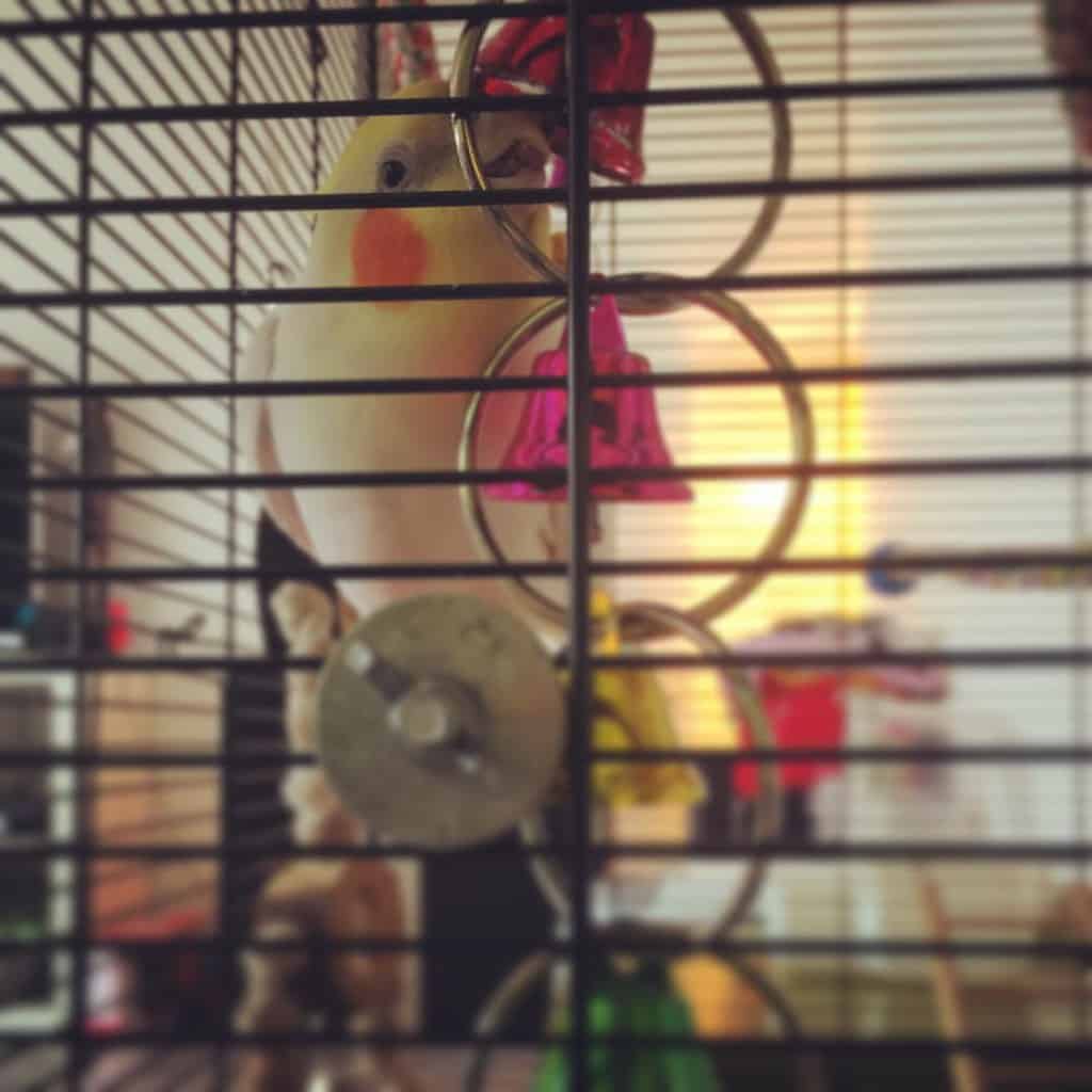 hanging bird toys
