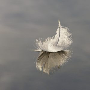 How Long Does It Take for Clipped Wings to Grow Back