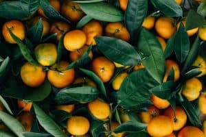 Can Cockatiels Eat Mandarins