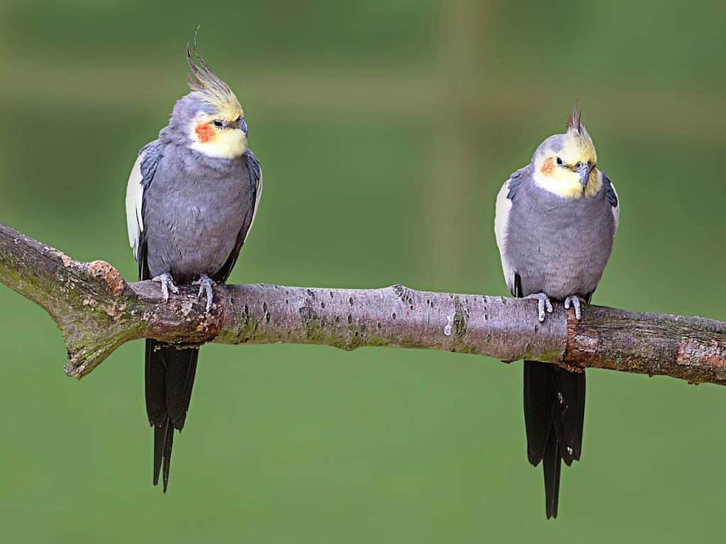 cockatiel, bird, pet