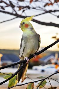 bird, wildlife, animal