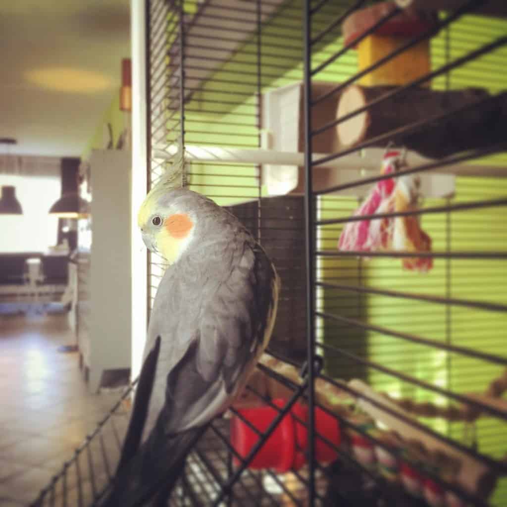 cockatiel