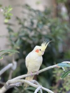 Can Cockatiels Eat Ice Cream