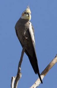Why Does a Cockatiel Stand on One Leg