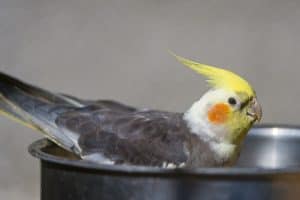 Can Cockatiels Drink Tea