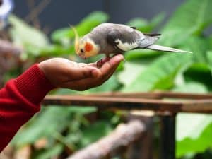 Can Cockatiels Eat Dog Food