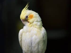 Lutino Cockatiel