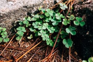 Green Clover Plants